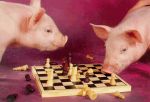 Pigs playing chess